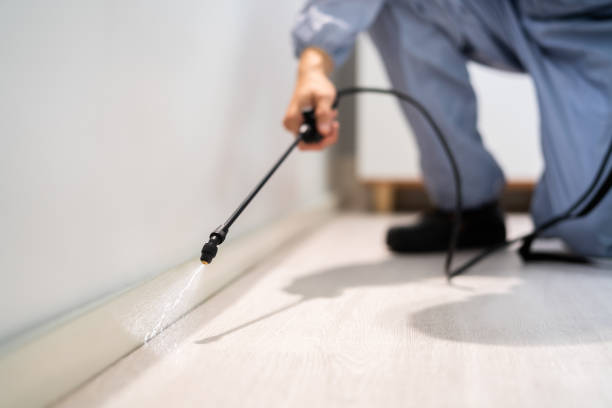 Licensed Wasp Removal service in Bowleys Quarters, MD - Show Me Pest Control